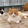 Garfield sucht ein Zuhause/Pflegestelle