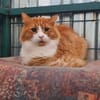 Garfield sucht ein Zuhause/Pflegestelle