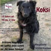 Koksi sucht seine Menschen🐾