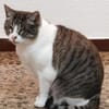 Liebevolle Katzen Falca (blind) u. Kinoa