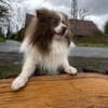 Mufasa freut sich auf einen Hundekumpel