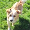 ZONIK -verschmuster Familienhund-