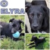 ELYRA -rundum tolles Hundekind-