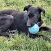 ELYRA -rundum tolles Hundekind-