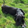 ELYRA -rundum tolles Hundekind-