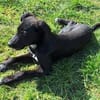 ELYRA -rundum tolles Hundekind-