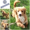 SIDONA -Rundum tolles Hundekind-