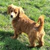 SIDONA -Rundum tolles Hundekind-