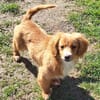 SIDONA -Rundum tolles Hundekind-