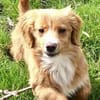SIDONA -Rundum tolles Hundekind-