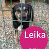 Leika wartet auf ihre große Chance!