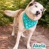 AKELA