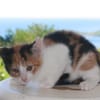 CHAT–AÎGNE, chaton femelle européen