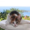 CHAT–COOL, chaton femelle européen