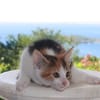 CHAT–COOL, chaton femelle européen