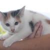 CHAT–KIRA, chaton femelle européen