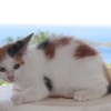 CHAT–KIRA, chaton femelle européen
