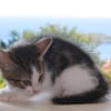 CHAT–LOUPÉ, chaton mâle européen