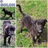 SOLON -rundum tolles Hundekind-
