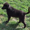 SOLON -rundum tolles Hundekind-