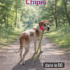 CHIPIE