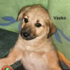 Vasko