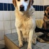 Cooper zarter Hundejunge mit großem Herz