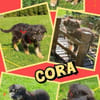 süßes Welpenmädchen Cora auf PS 92348