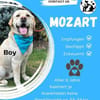 MOZART  der große, sanfte Herzenshund!