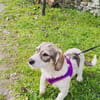 Basset Beagle mix Super freundlich