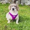 Basset Beagle mix Super freundlich
