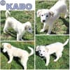 KABO -Rundum tolles Hundekind-