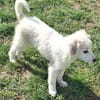 KABO -Rundum tolles Hundekind-