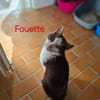 Fouette
