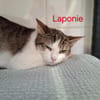 LAPONIE