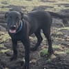 Locky, chiot mâle croisé labrador