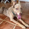 KAYA, une petite chienne en or cherche sa famille