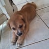 MYDEE, petit cœur à quatre pattes, cherche sa famille !