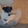 Stella - Aktive Jack Russell-Dame