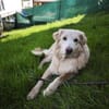 Golden Retriever Raffi sucht ein Zuhause