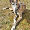 Jupiter - Traumgalgo sucht Traumzuhause