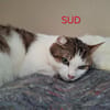 Sud