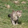KALICY, chaton femelle européen