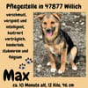 Max sucht ein schönes Zuhause