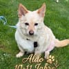Aldo süßer kleiner Hundesenior 10-11 J.