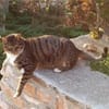 Schmusekater Rico sucht Zuhause
