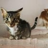 Schmusekater Rico sucht Zuhause