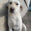 LIMA - geb. ca. 04/2023 - Labrador Mix