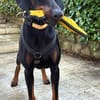 TULIO, unser bildhübscher Doberbube