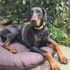 TULIO, unser bildhübscher Doberbube